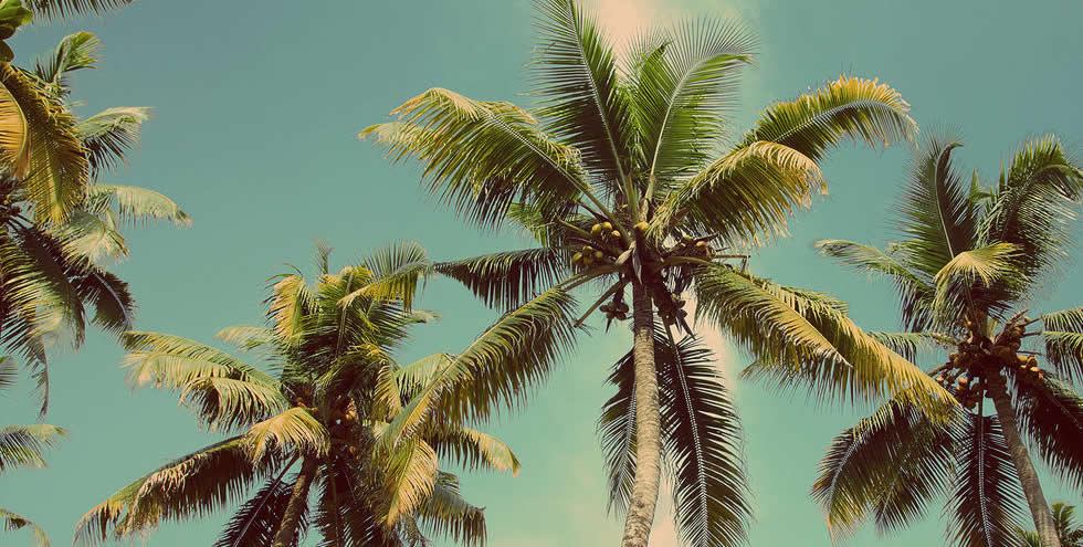 palm treas and blue sky